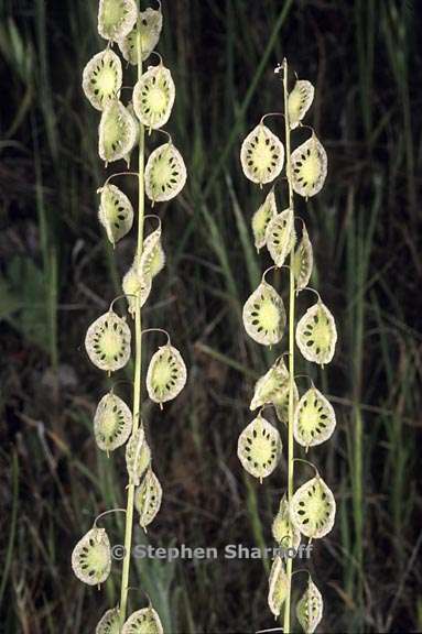 thysanocarpus laciniatus 1 graphic